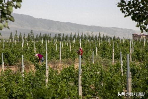 福建品质葡萄酒排名前十(精酿葡萄酒排名前十名品牌)插图22
