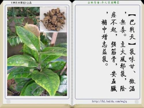 本草纲目中药大全(12000种中草药大全)插图35