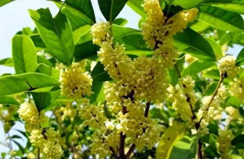 十大名花名字排行榜(十大名花颜色排名)插图66