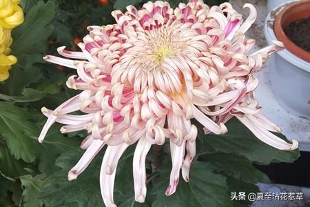 菊花什么意思(菊花代表的象征意义)插图2