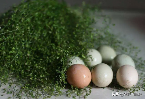 3月3荠菜煮鸡蛋(荠菜和鸡蛋一起煮有什么作用)插图3