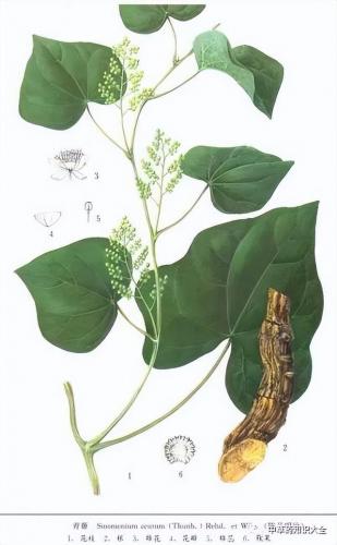 青风藤的别名(防己可以用青风藤代替吗)插图