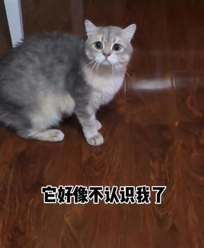 明星宠物面膜排名前十(全部明星的宠物的名字)插图26