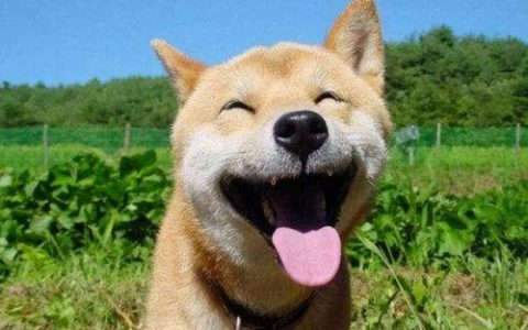 上海飞科剃须刀排行榜(飞科剃须刀型号排名)