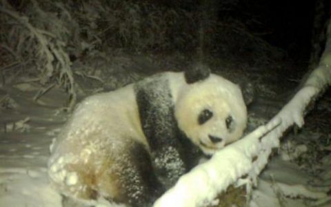 大熊猫的图片(哪个国家把熊猫养的最好)