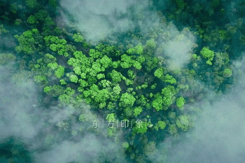 中国茶叶加盟排行榜(十大茶叶店连锁品牌)插图