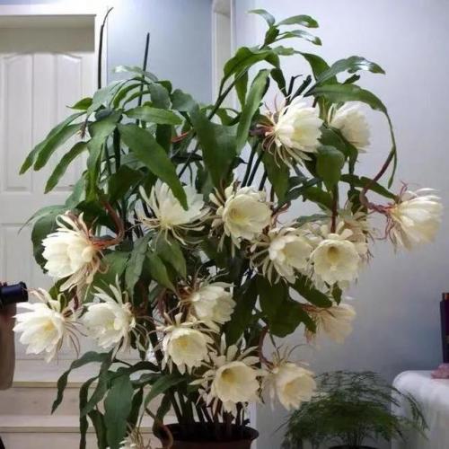 斗战神广寒仙姬本源技(斗战神飞升技能前后比较)插图31