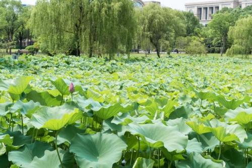 暖暖环游世界四时即景风荷知夏(暖暖环游世界百美图1198)插图2