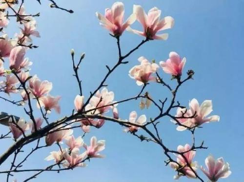 长沙高校校花排名前十(长沙校花)插图17