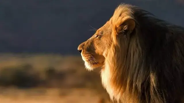 世界猛兽排行榜(世界最强动物前十名)插图18