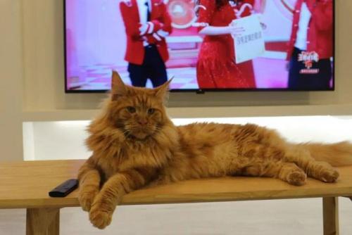 猫咪价格排行榜(宠物猫价格一览表2023)插图8
