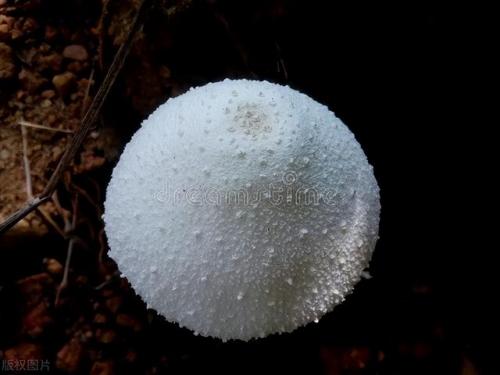 最贵的蘑菇排行榜(十大名贵菌类价格表)插图