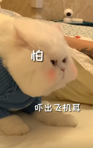 明星宠物面膜排名前十(全部明星的宠物的名字)插图20