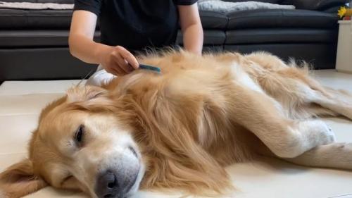 狗狗掉毛排行榜(不掉毛的犬种排名)插图4