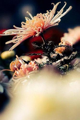十大名花名字排行榜(十大名花颜色排名)插图21