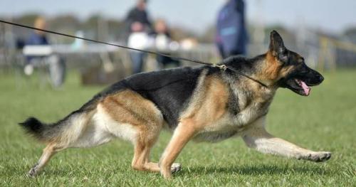 聪明小型猛犬排名前十(猛犬中哪个智商高)插图9