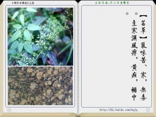 本草纲目中药大全(12000种中草药大全)插图26