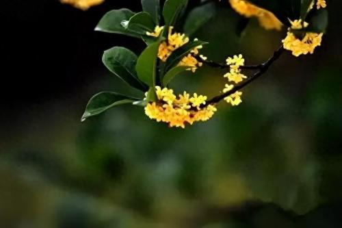 十大名花名字排行榜(十大名花颜色排名)插图70