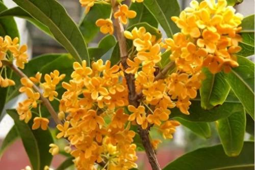 十大名花名字排行榜(十大名花颜色排名)插图71