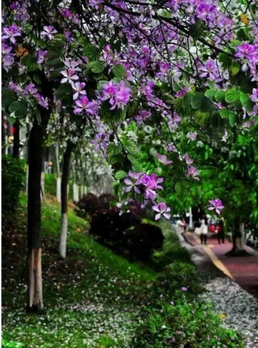 高校校花排行榜图片(全国高校女神排行榜)插图29