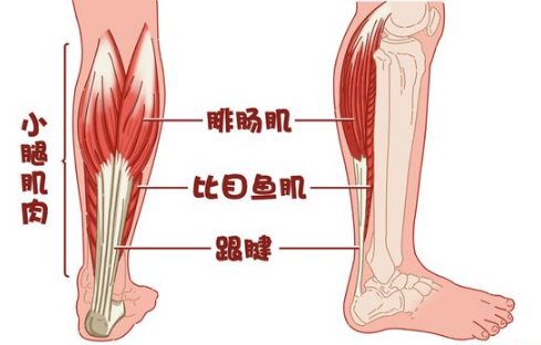 瘦腿药排行榜(国家正规的瘦腿产品)插图4