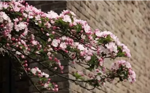 高校校花排行榜图片(全国高校女神排行榜)插图25