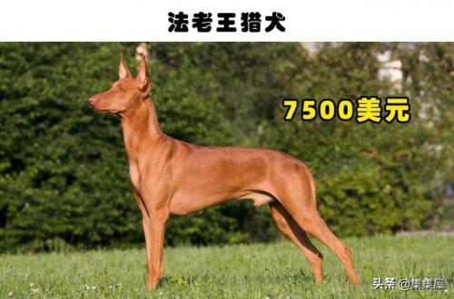 最贵狗排行榜图片(十大最贵的狗)插图1