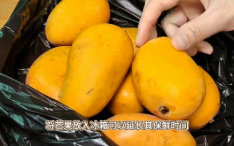 芒果能放冰箱冷藏吗(芒果冷藏还是常温保存)