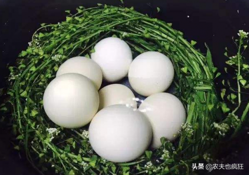 3月3荠菜煮鸡蛋(荠菜和鸡蛋一起煮有什么作用)插图1