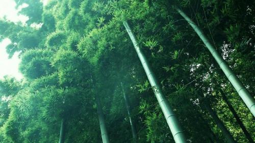 电脑桌面壁纸排行榜(壁纸app排行榜前十名)插图50