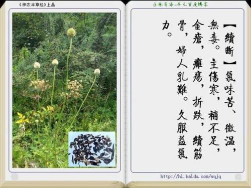 本草纲目中药大全(12000种中草药大全)插图19