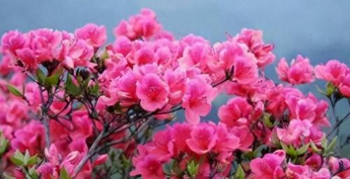 十大名花名字排行榜(十大名花颜色排名)插图47