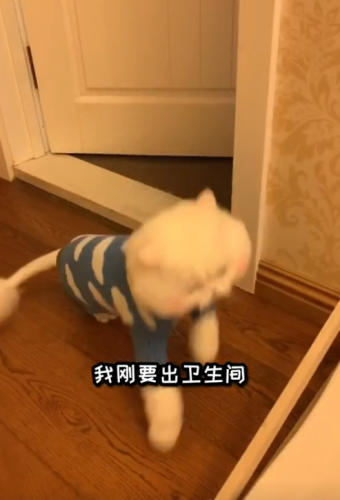 明星宠物面膜排名前十(全部明星的宠物的名字)插图17