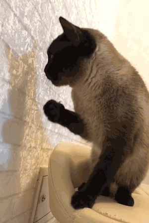 猫咪智商排行榜(公认最聪明的6种猫)插图6