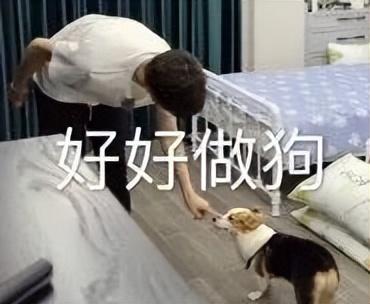 宠物测试纸排名前十(测试纸什么时候用都可以吗)插图3