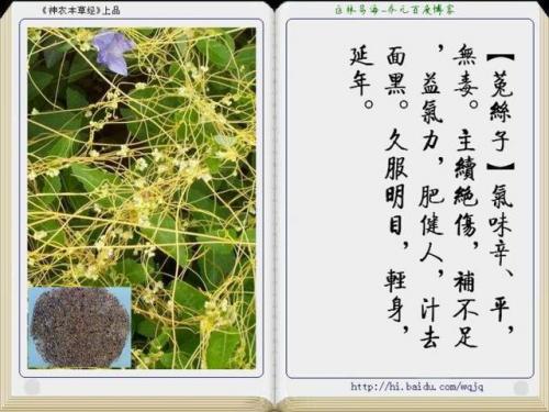 本草纲目中药大全(12000种中草药大全)插图21