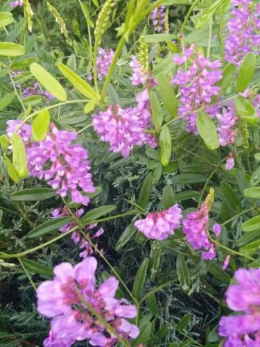 闲花野草逢春处(春草闭闲门)插图5