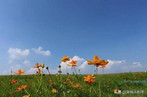 巢湖市小学排行榜(安徽巢湖学校初中排名)插图4