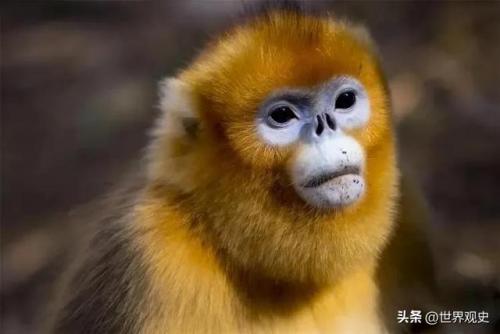 最大保护动物排名前十(国家级保护动物排行榜)插图5