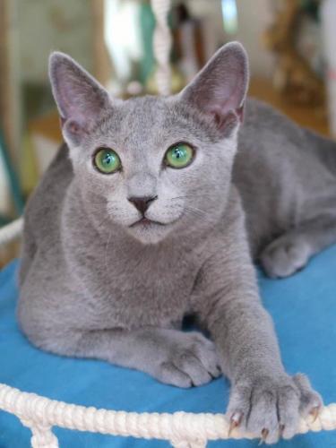猫掉毛排行榜(十大最不掉毛猫排名)插图12