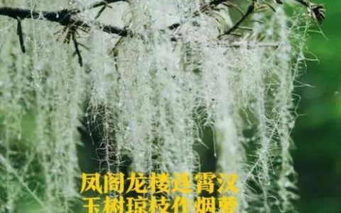 阴阳师烟烟罗在哪(阴阳师凤凰火在哪刷)