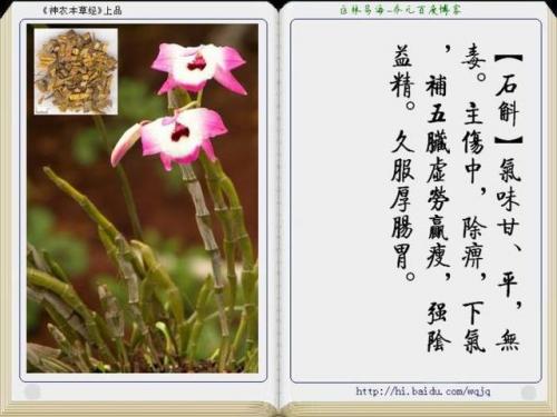 本草纲目中药大全(12000种中草药大全)插图42
