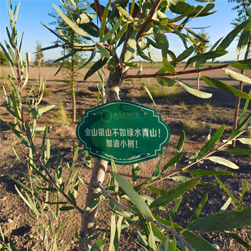 联合红树林保育联盟，益世界开启红树林养护公益项目(红树林保护)插图1