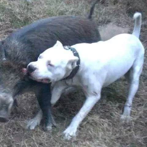 巨型犬排行榜(巨型犬体型排名前十名)插图10