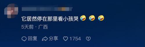 白鲸为什么对人那么好(白鲸对人吐水代表什么)插图5