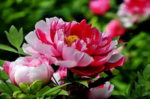 十大名花名字排行榜(十大名花颜色排名)插图9
