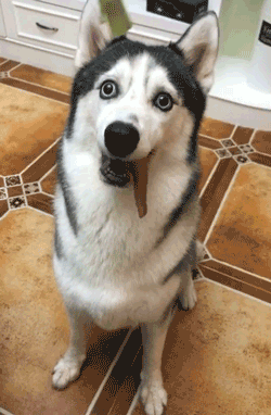 狗狗掉毛排行榜(不掉毛的犬种排名)插图5