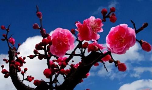 十大名花名字排行榜(十大名花颜色排名)插图2