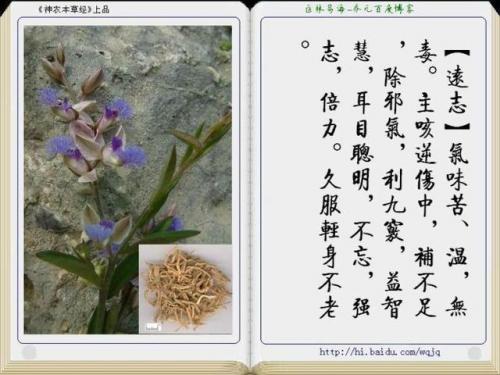 本草纲目中药大全(12000种中草药大全)插图36