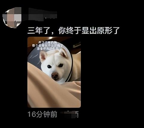明星宠物面膜排名前十(全部明星的宠物的名字)插图12